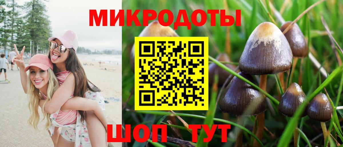 Псилоцибиновые грибы Psilocybe Волгодонск